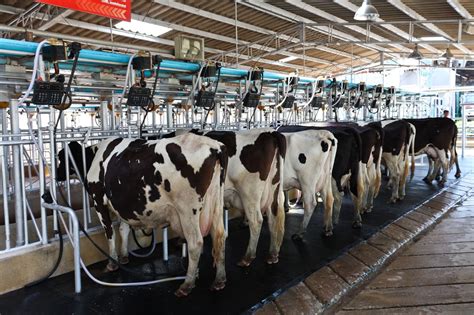 MANEJO SANITÁRIO COM GADO .